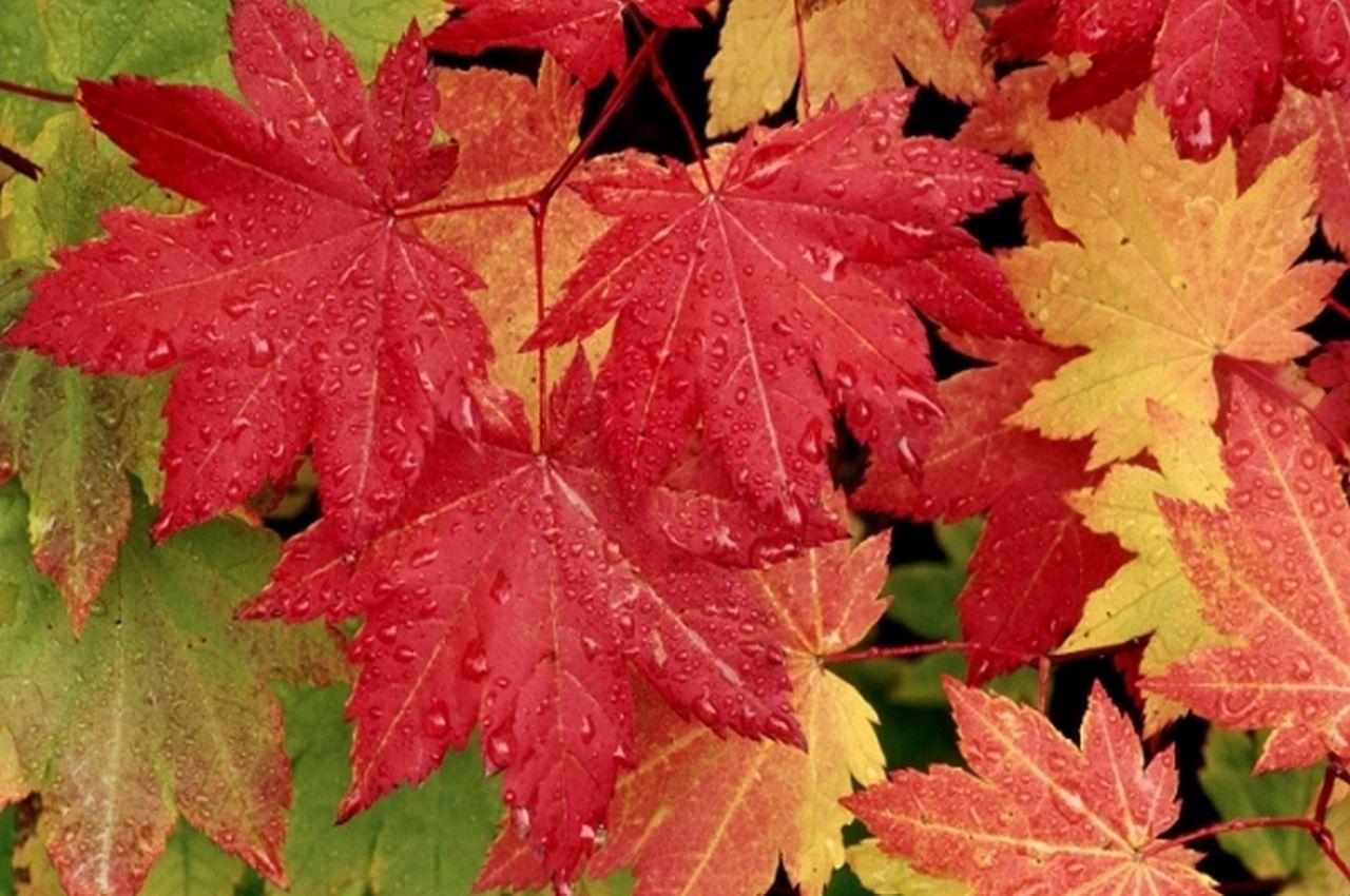 обои Красные,   жёлтые и зелёные кленовые листья в каплях дождя фото