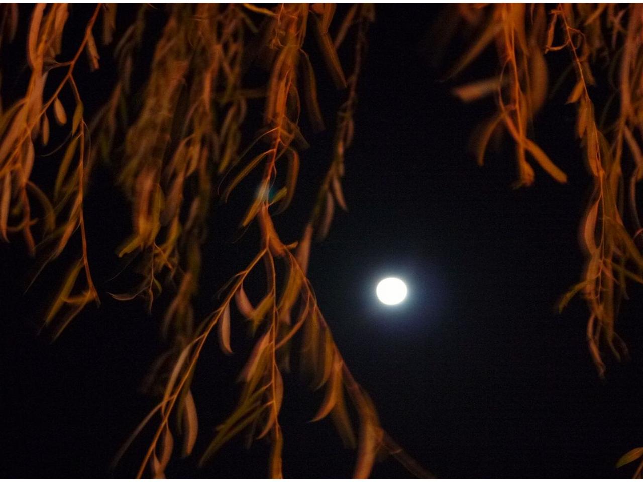 обои Осенняя луна фото