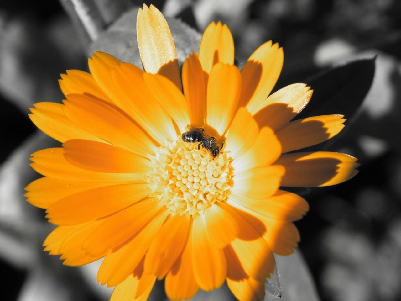 обои Пчела на цветке календулы фото