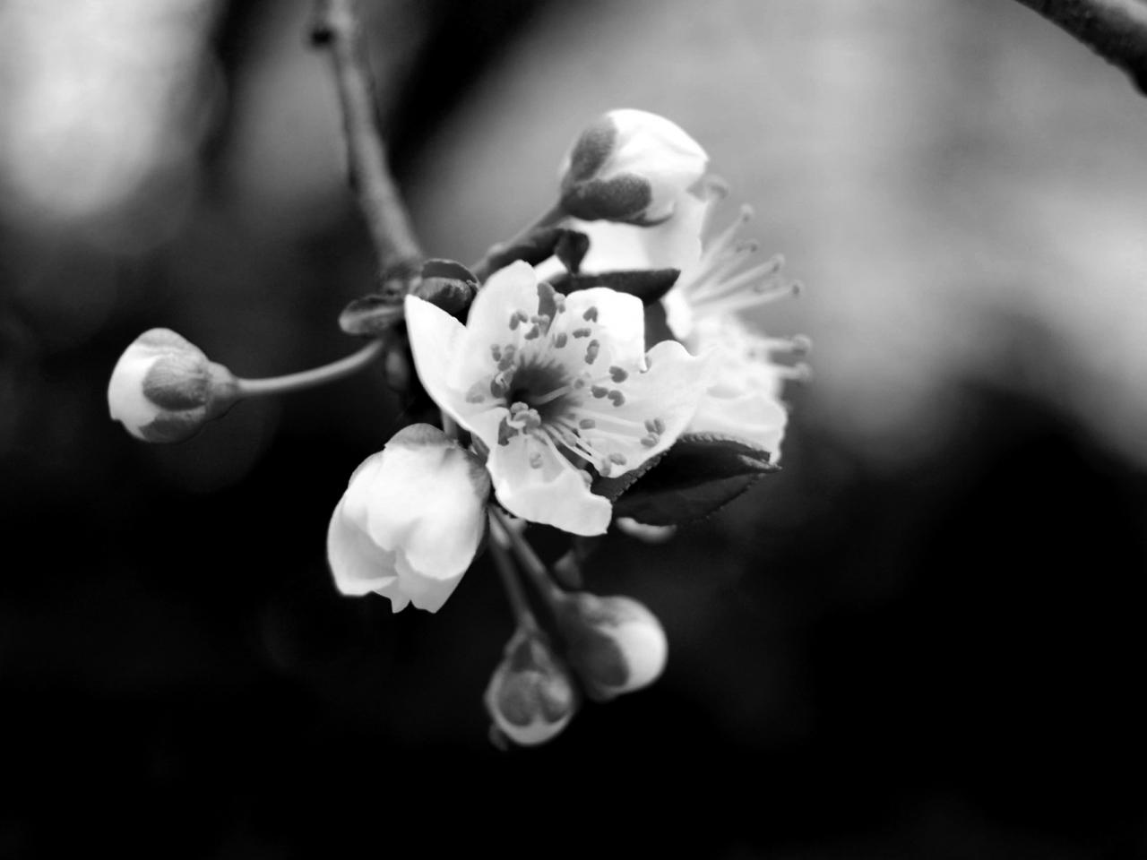 обои Фото черно-белое цветения яблони фото