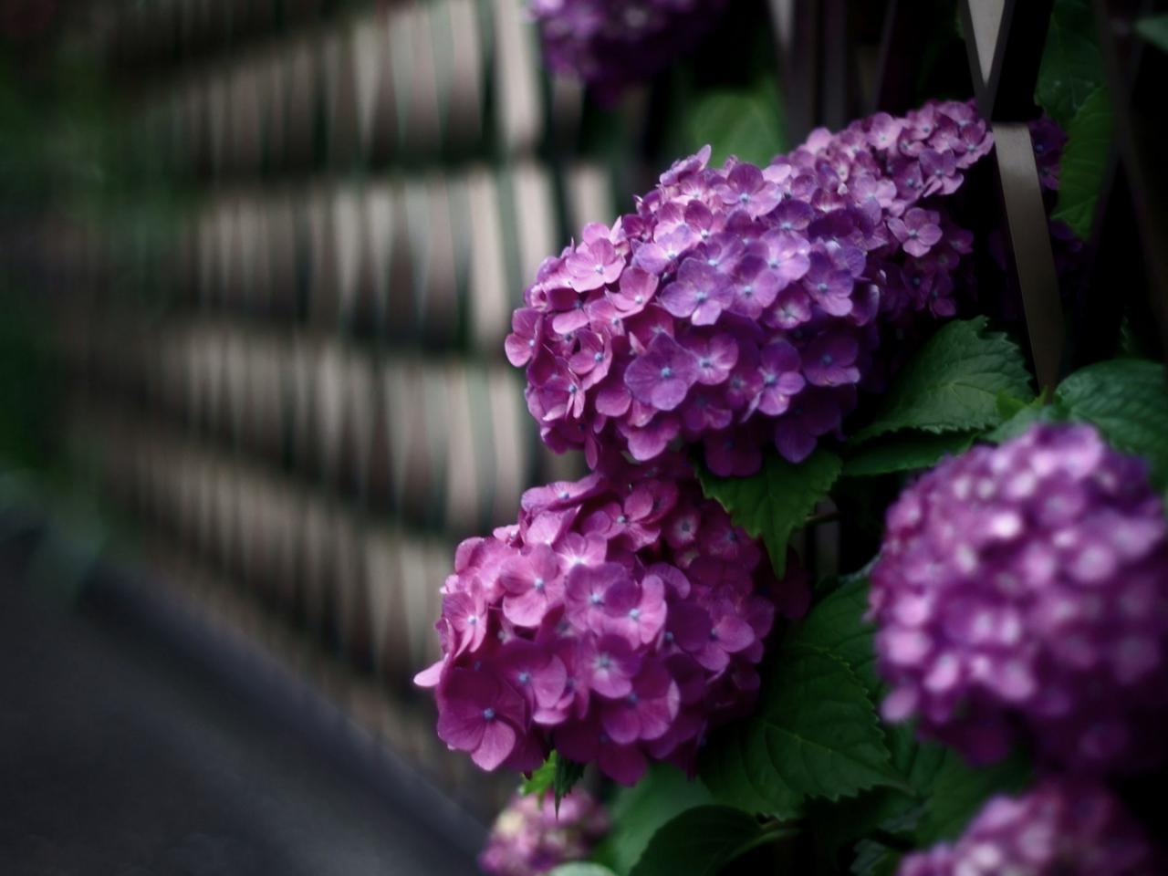 обои Фиолетовые суцветья ростений у забора фото