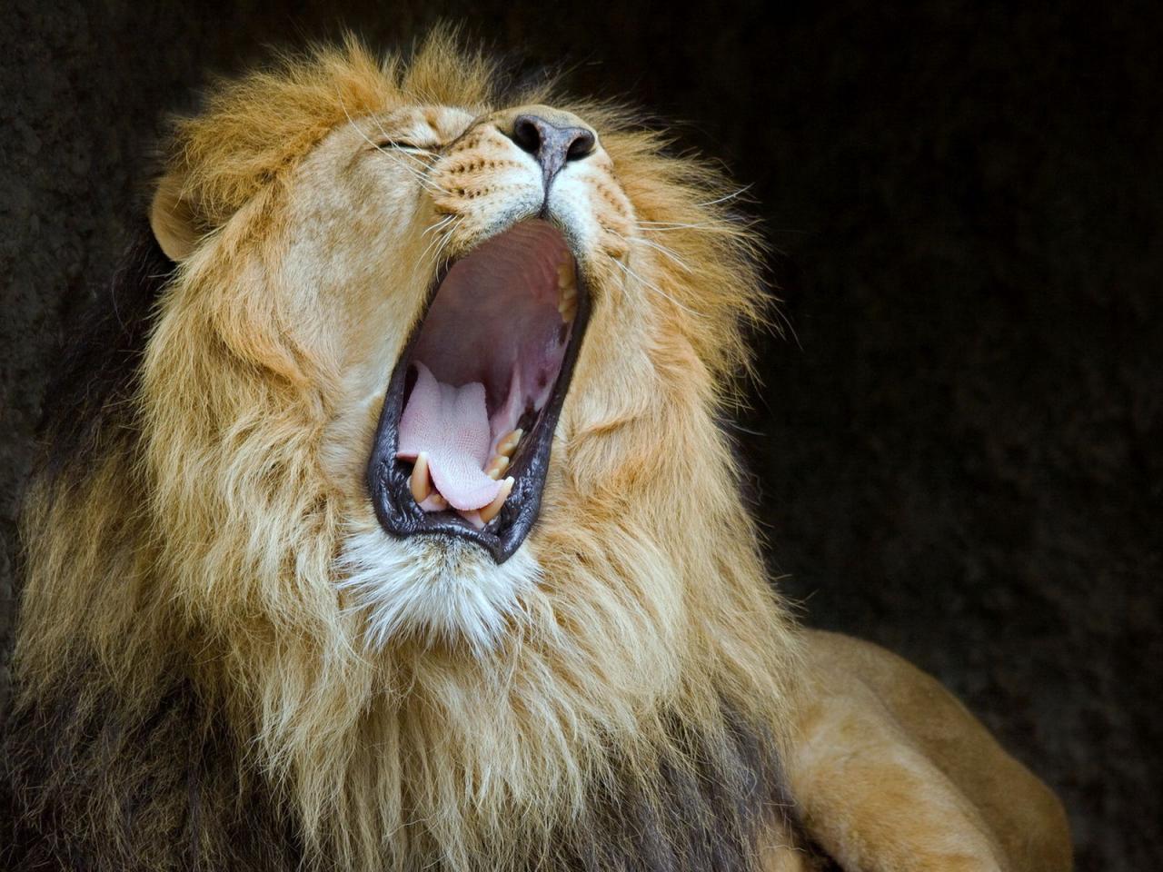 обои Пасть зевающего льва фото