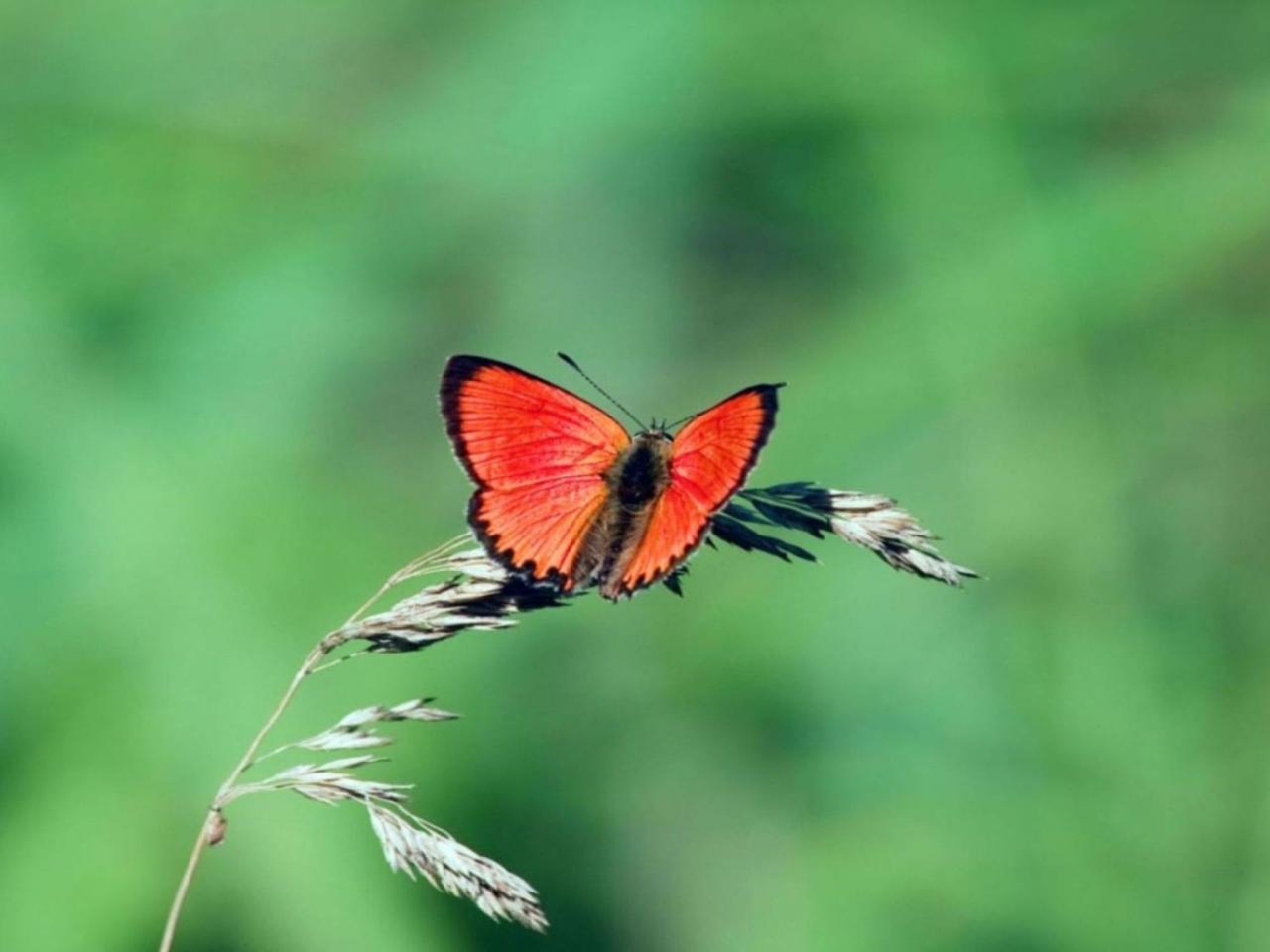 обои Красная бабочка на травинке фото