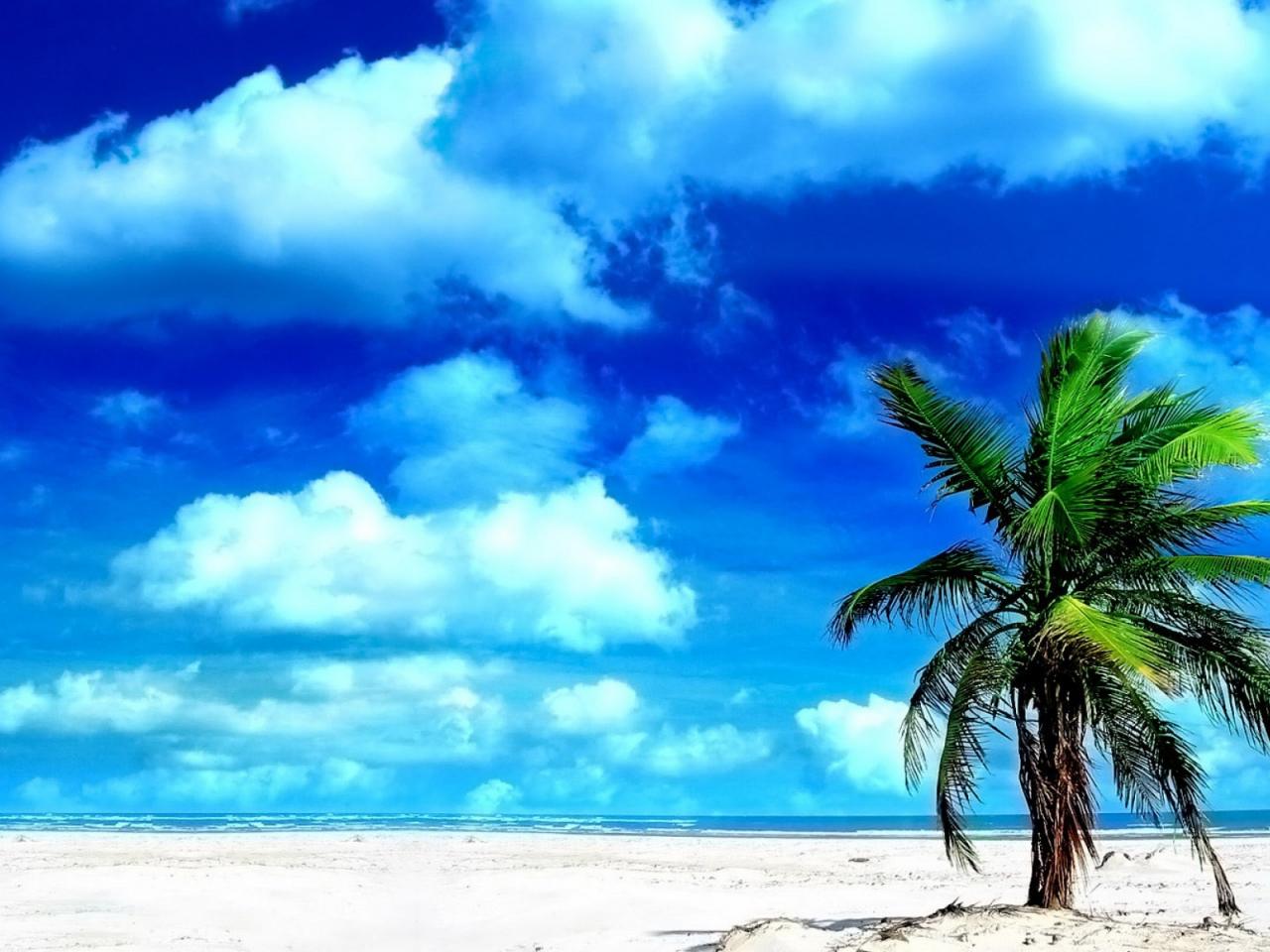 обои Одинокая пальма на белом песчаном берегу фото