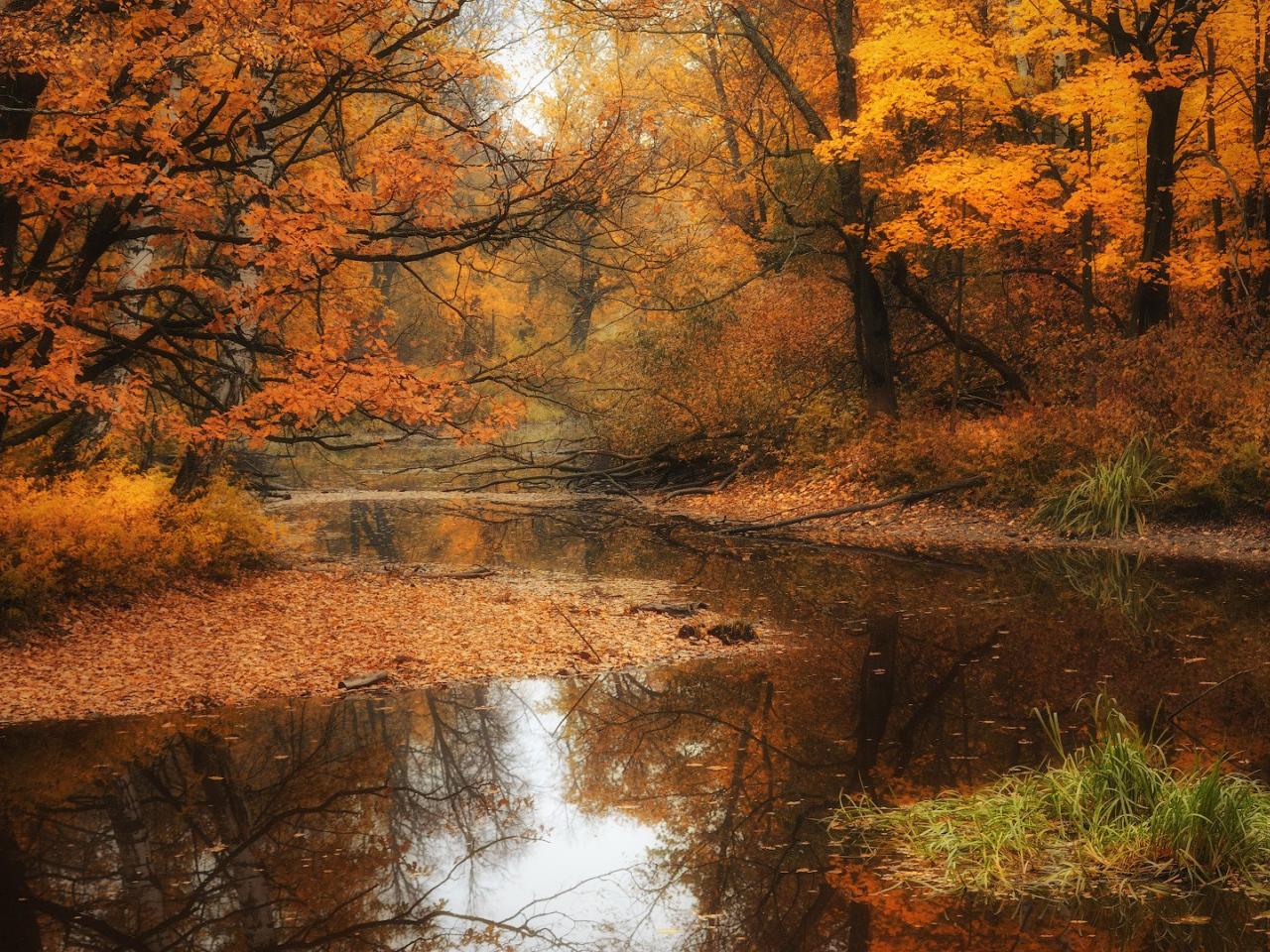 обои Осень у лесной речки фото