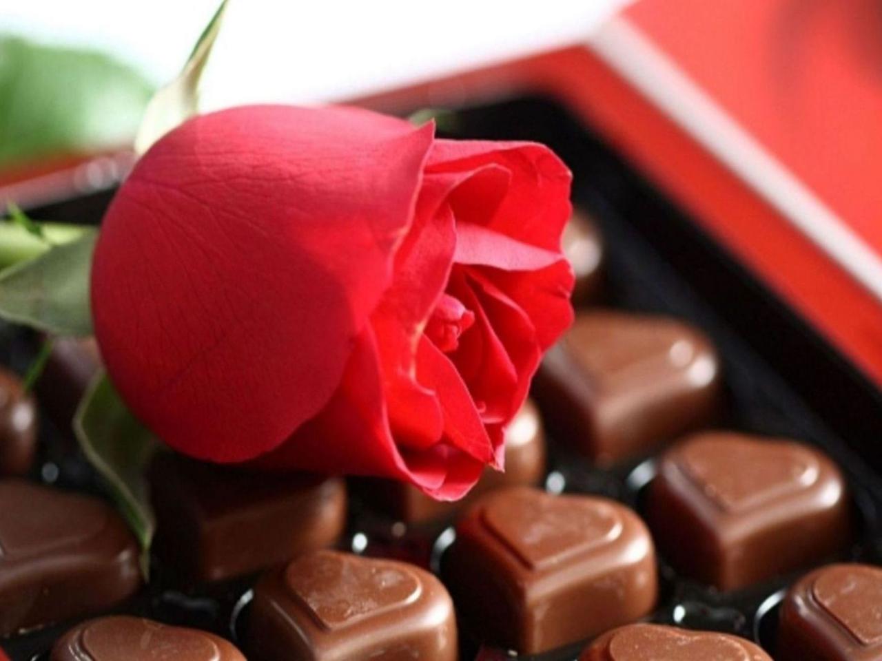 обои Шоколад и красная роза фото