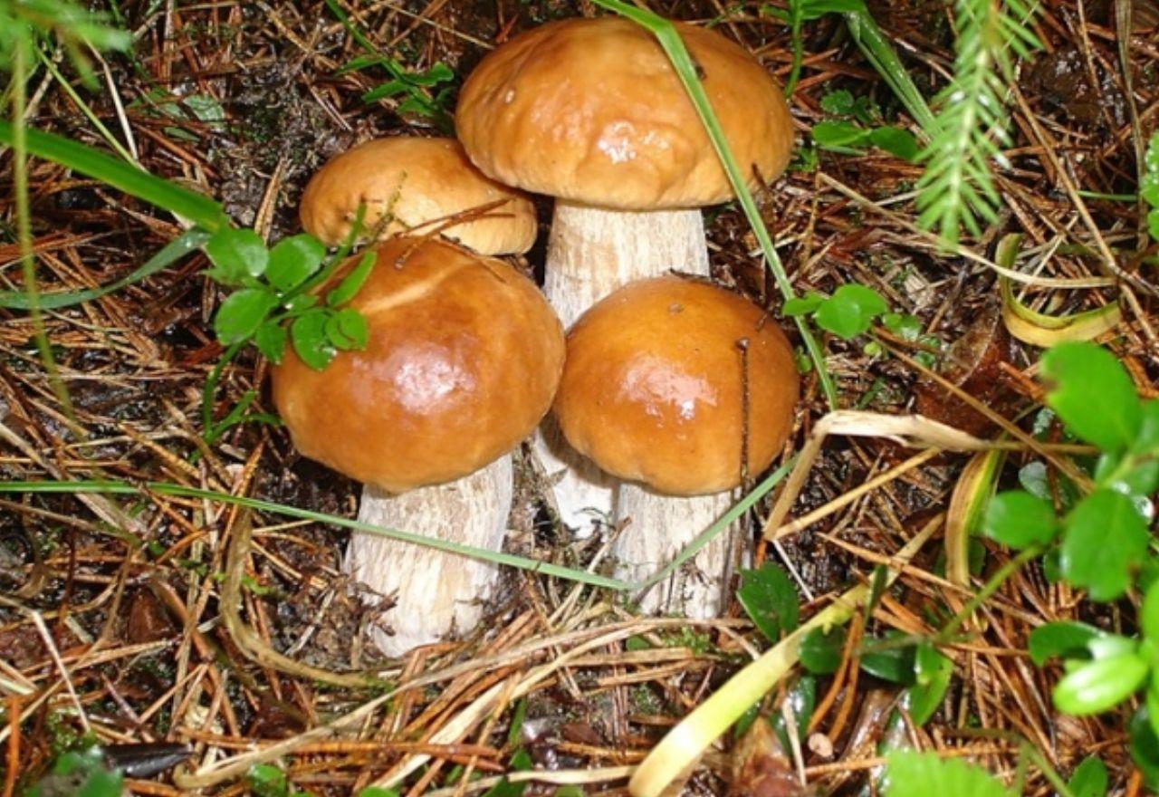 обои Семейка грибов натуральных фото