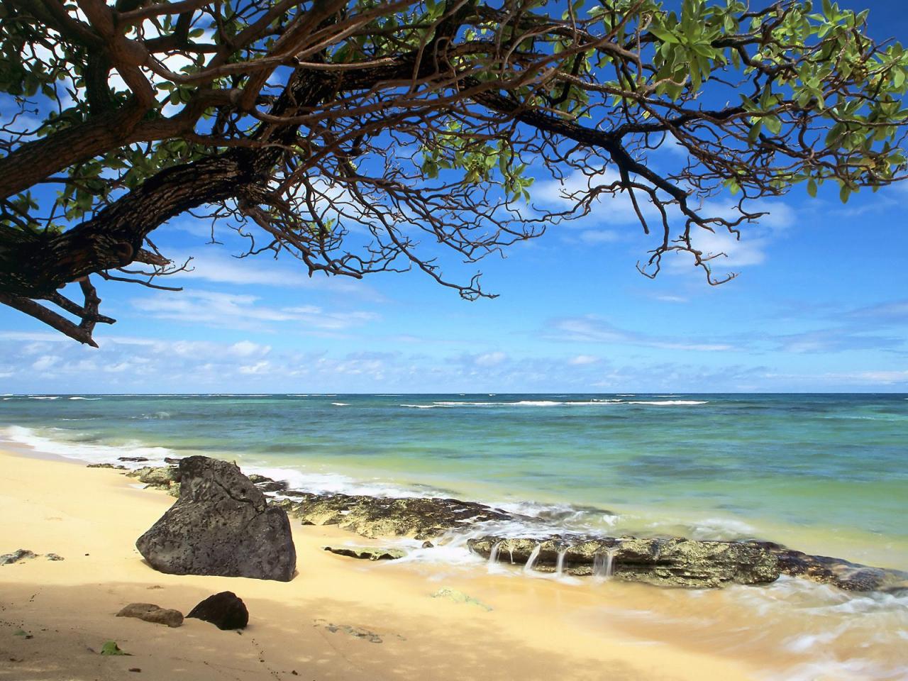 обои Дерево и камень на песке у моря фото
