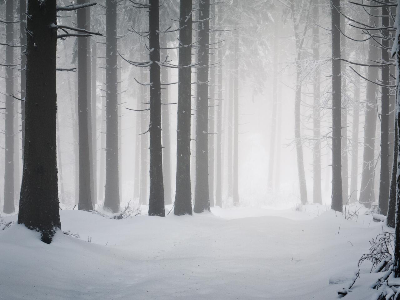 обои Дымка в зимнем лесу фото