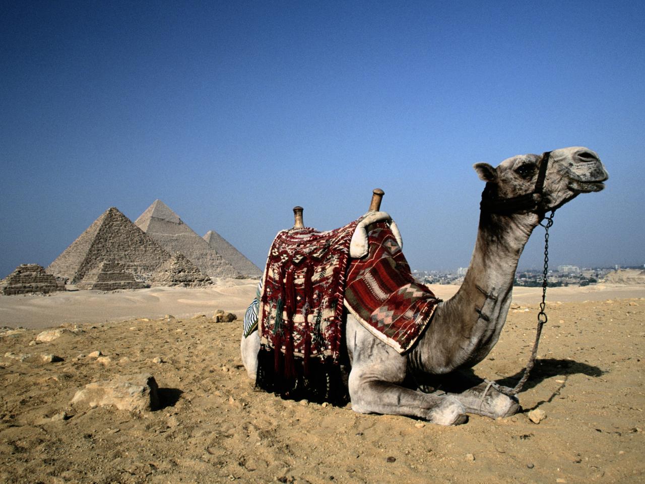 обои Верблюд у поножия пирамид фото
