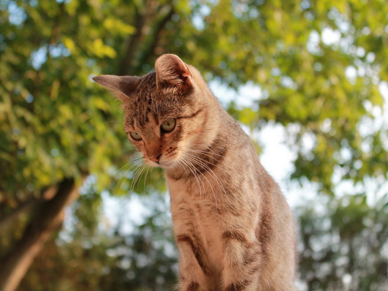 обои Кот смотрит с высоты фото