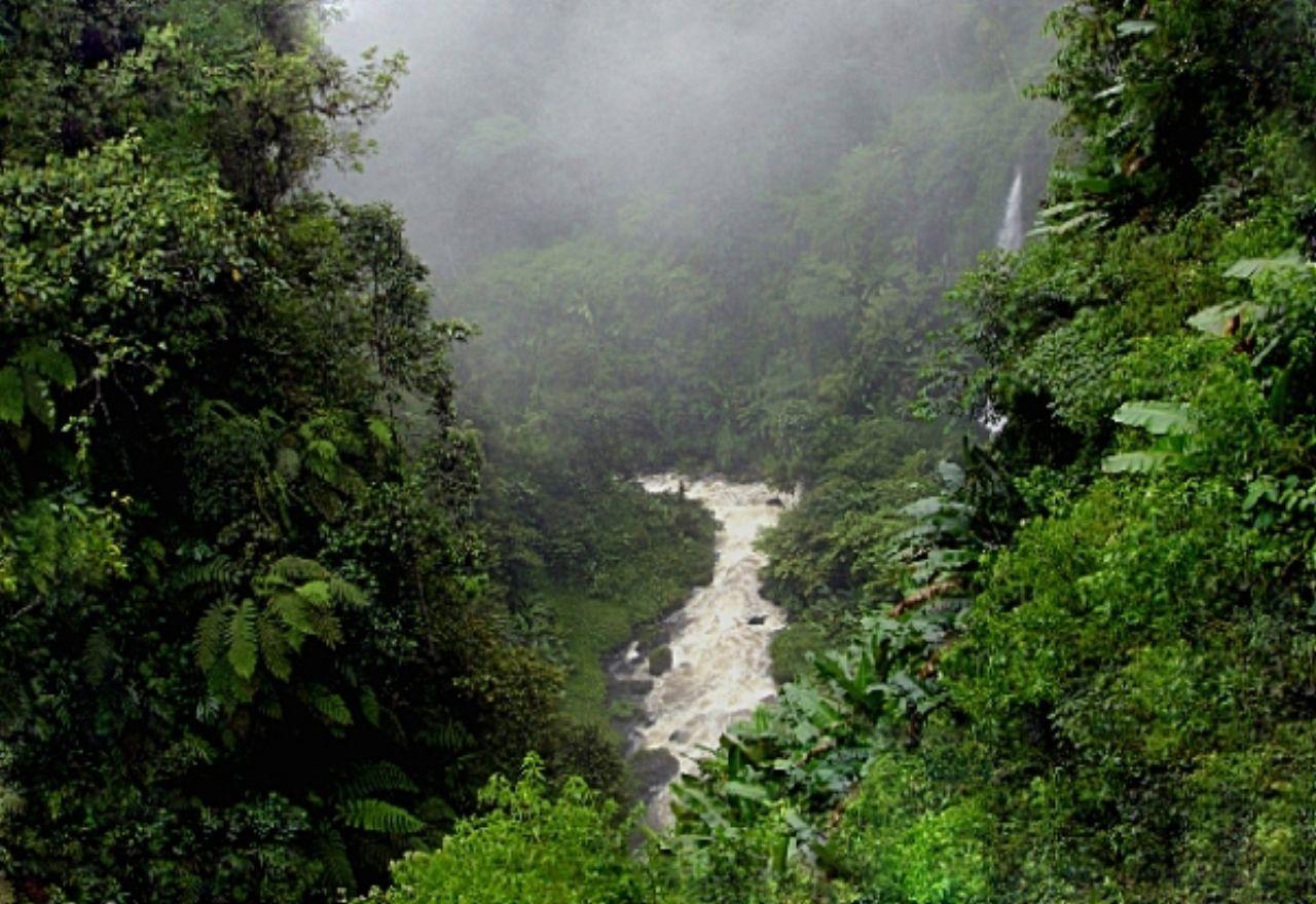 обои Река в джунглях фото