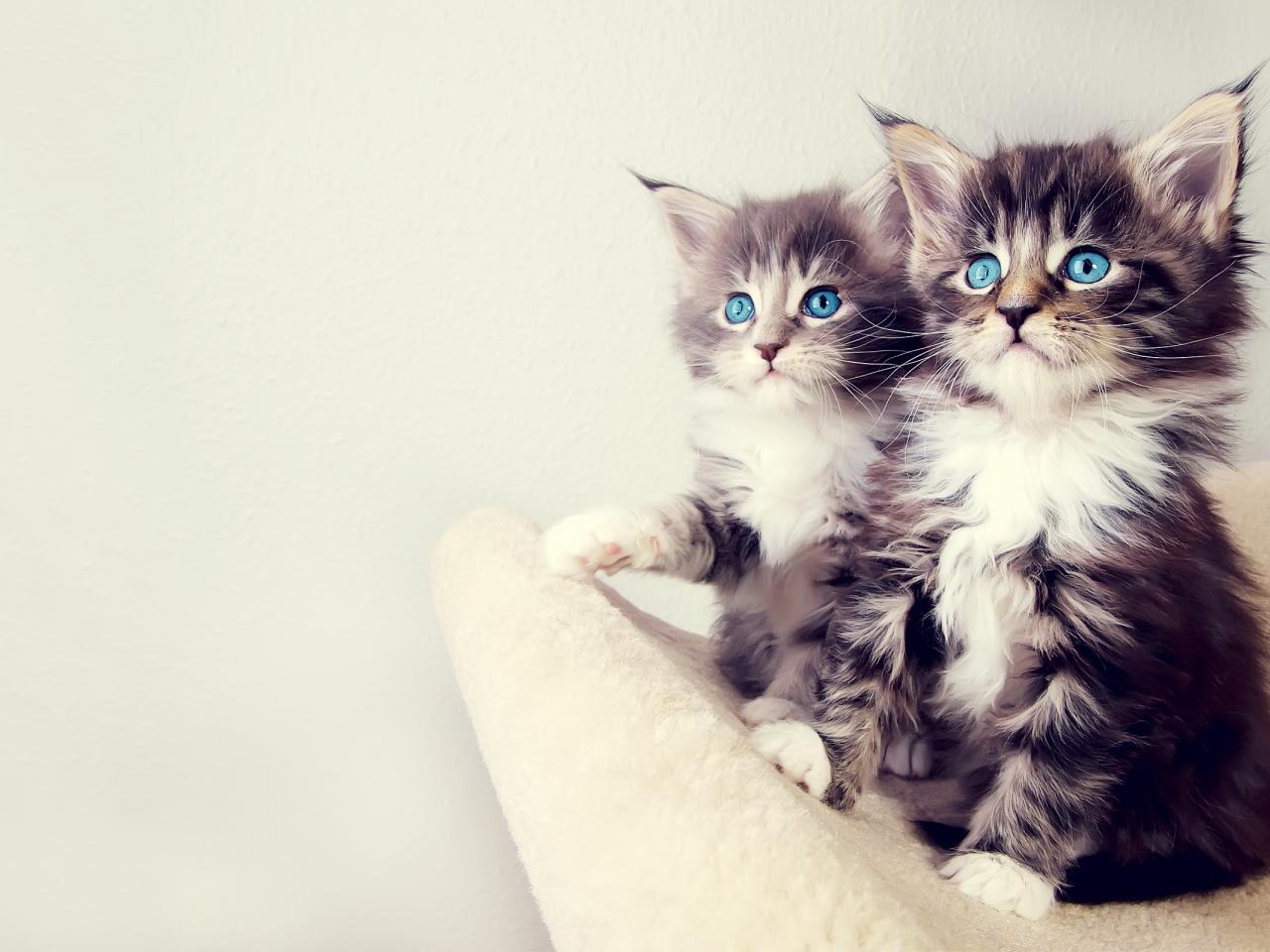 обои Котята - близнецы фото