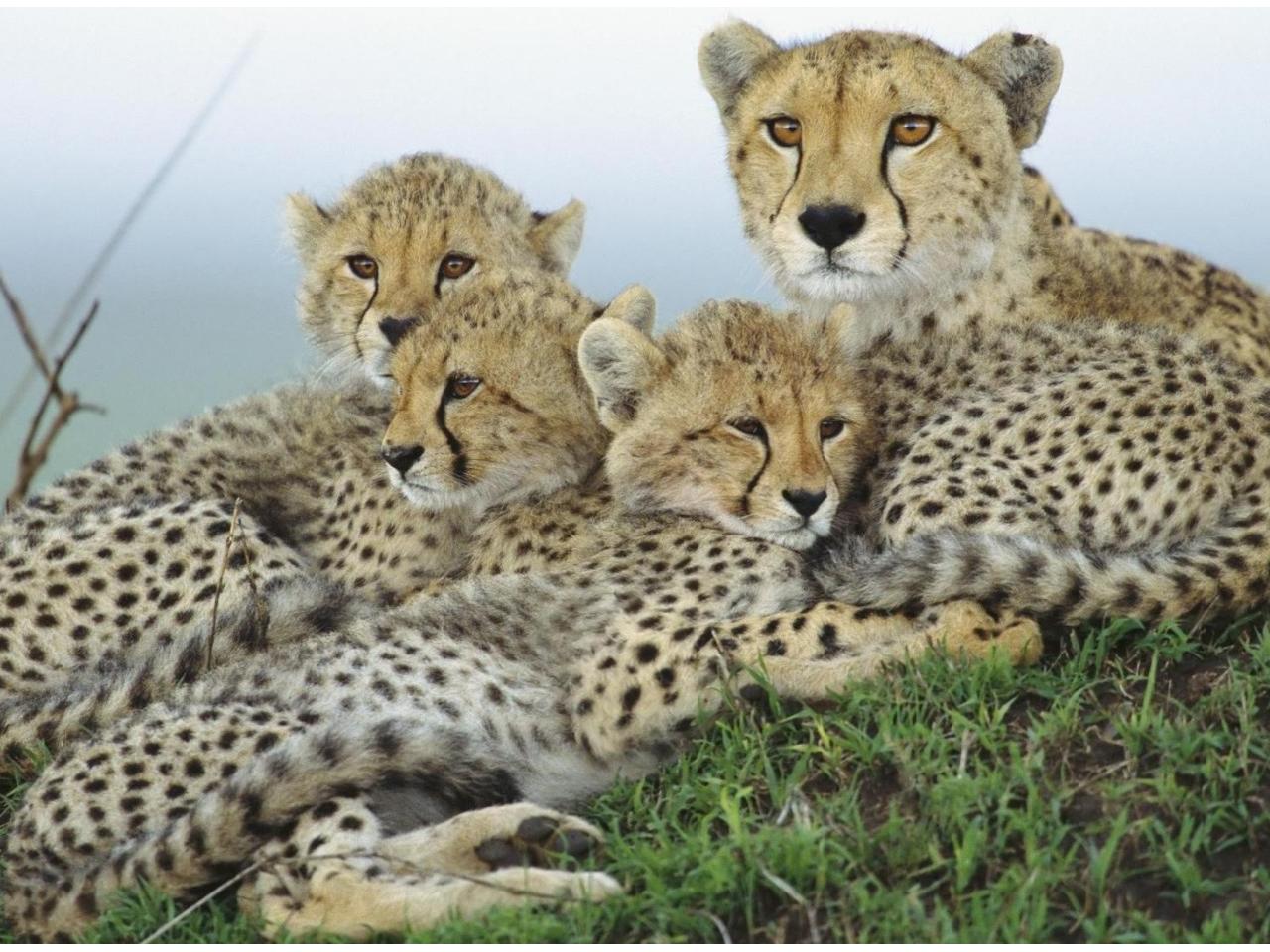 обои Семья леопардов фото