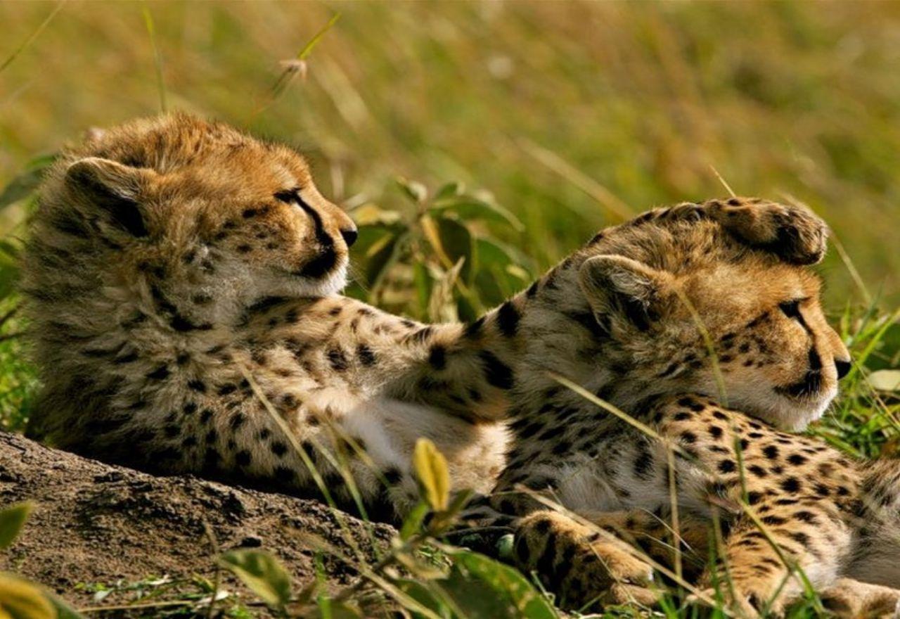 обои Леопарды на отдыхе фото