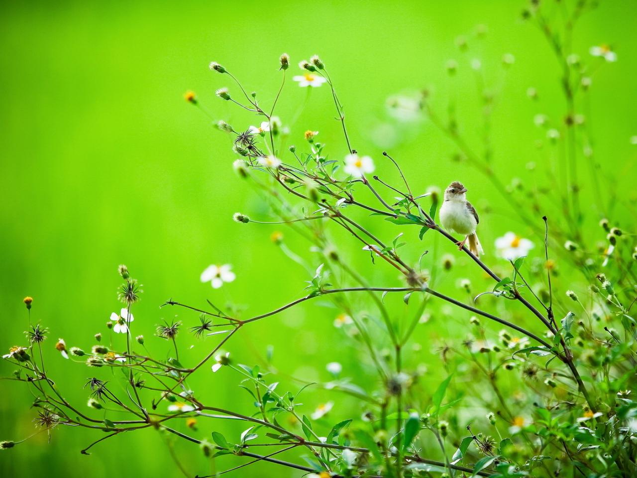 обои Цветущая трава и птица на стебле фото