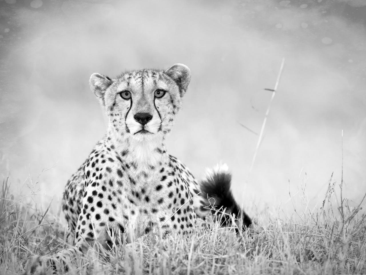 обои Черно-белое фото леопарда фото