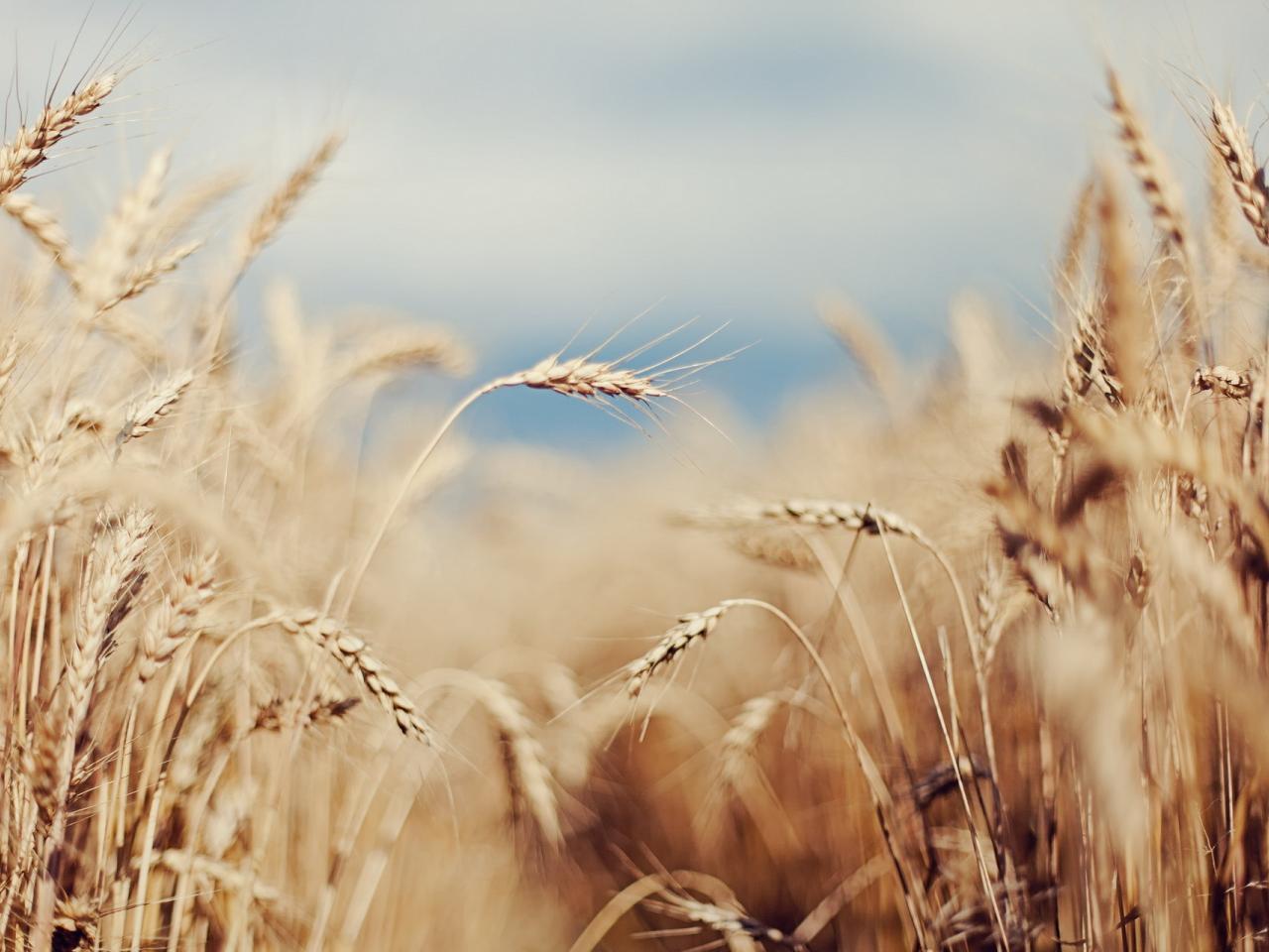 обои Утреннее поле пшеницы фото