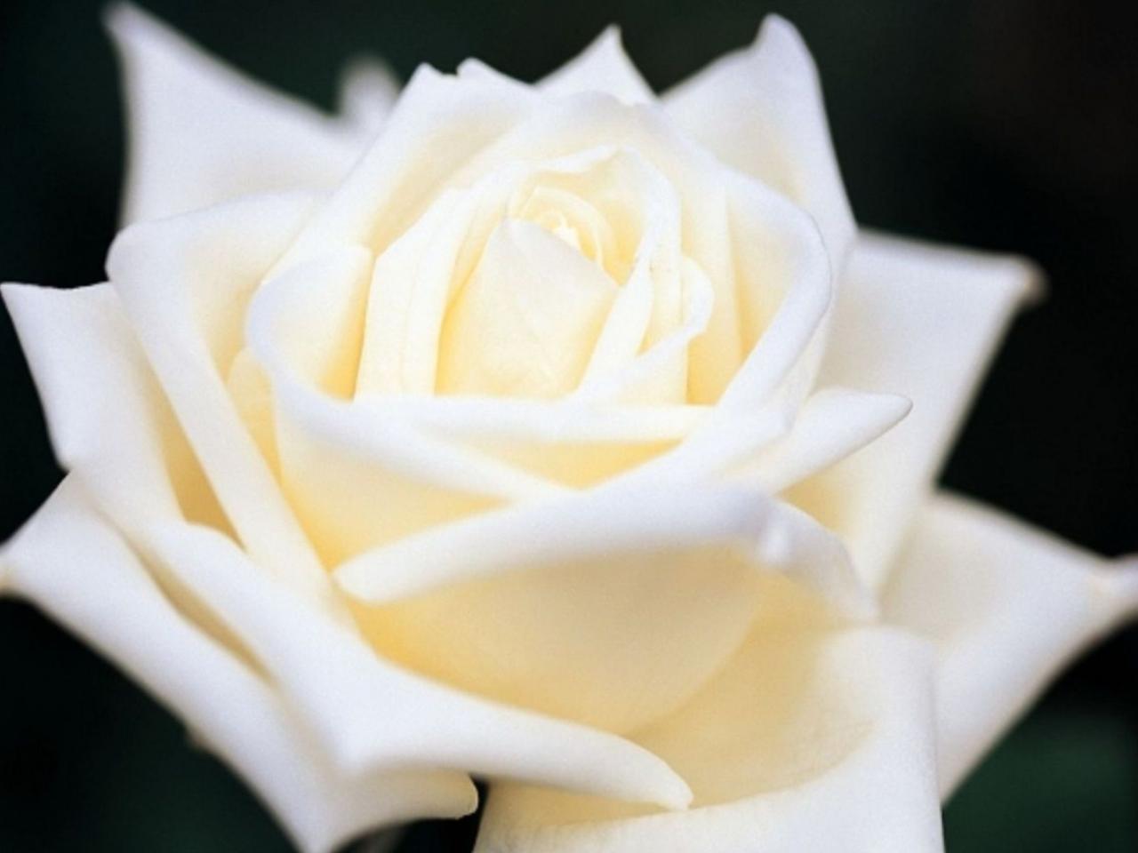 обои Королевская белая роза фото