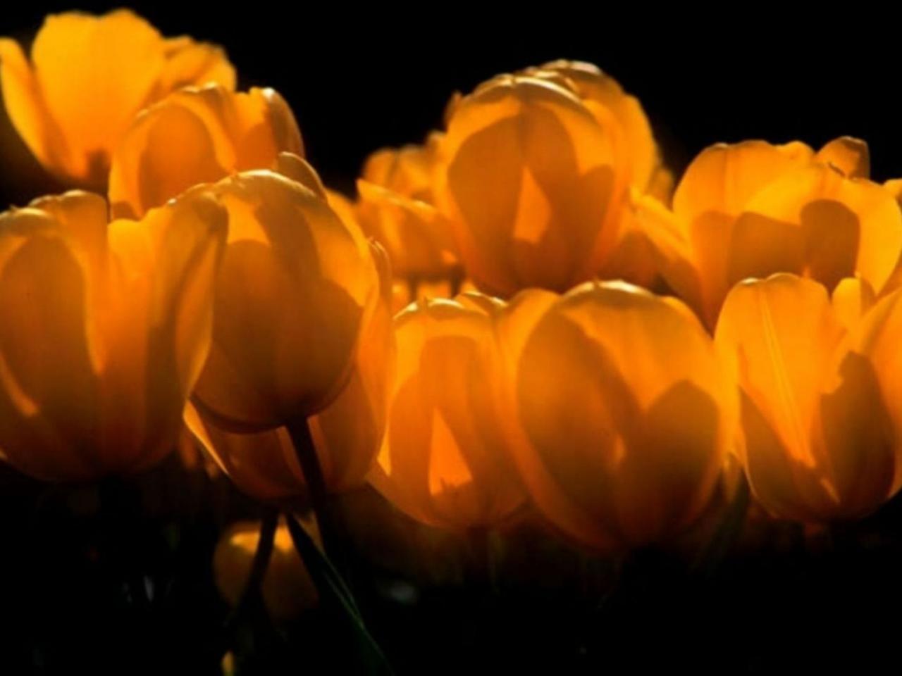 обои Свет тюльпанов фото
