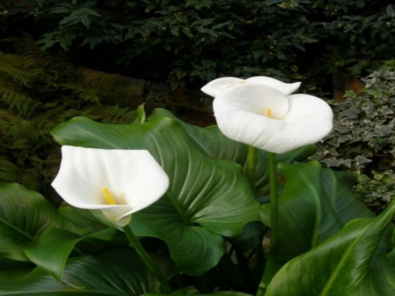 обои Белые цветы калы фото