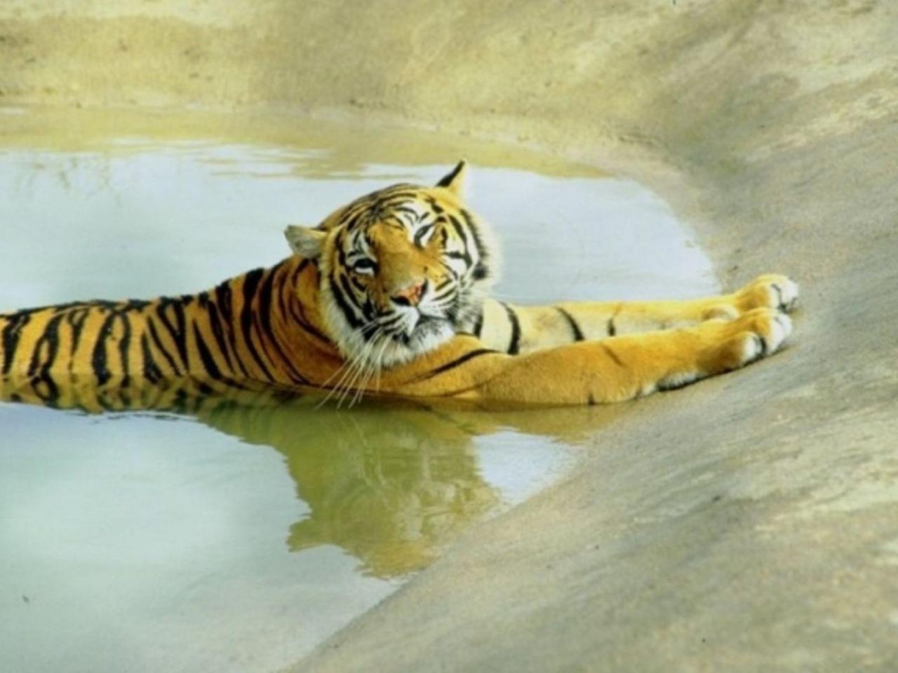 обои Умилённый тигр фото