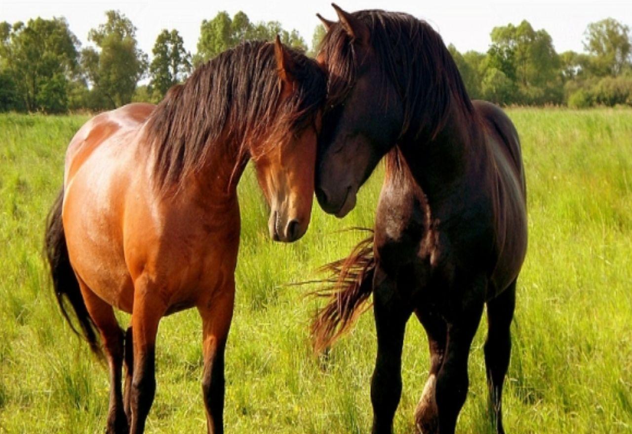 обои Дружба и любовь у лошадей фото