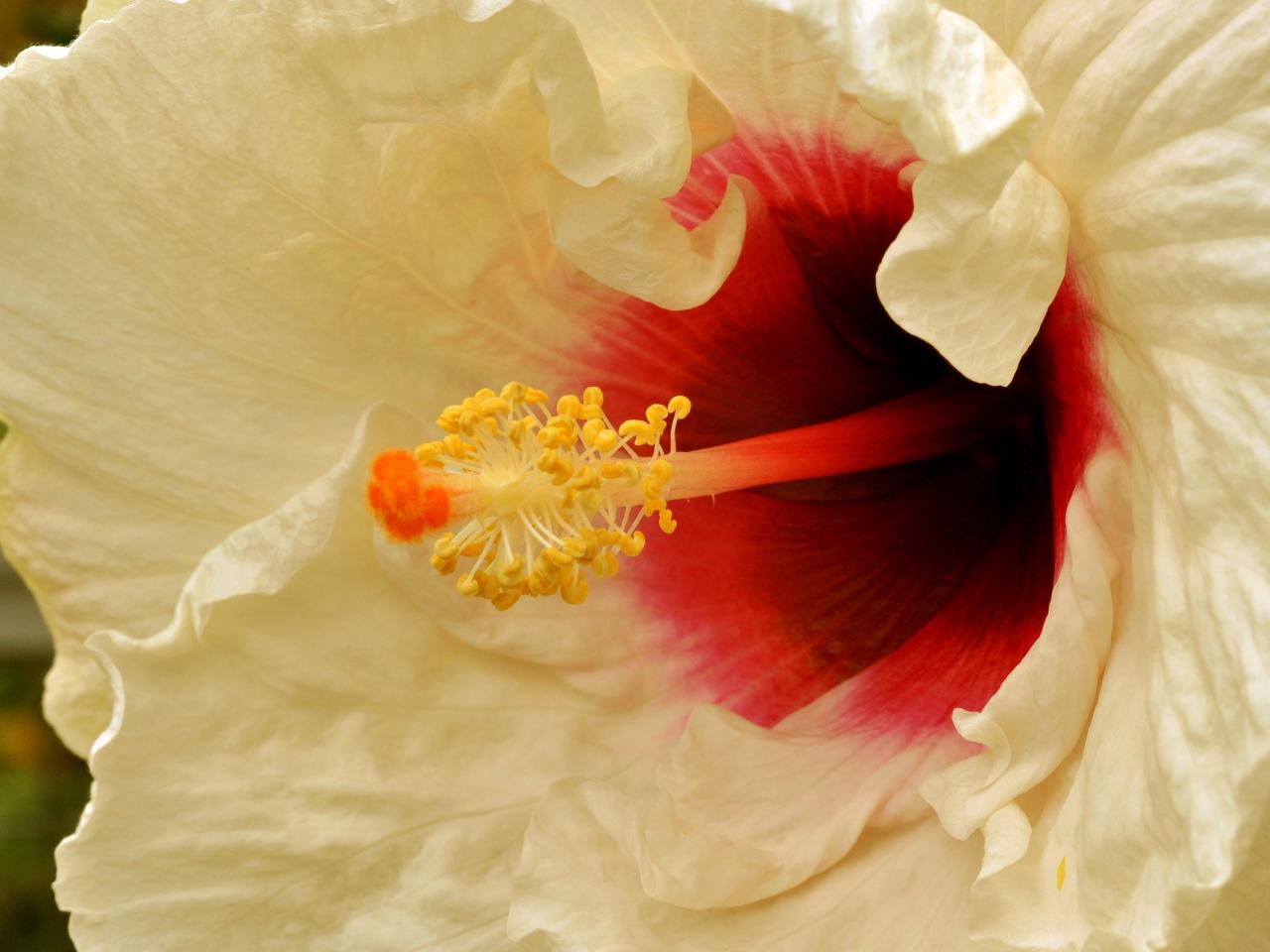 обои Белый цветок с пламинем фото