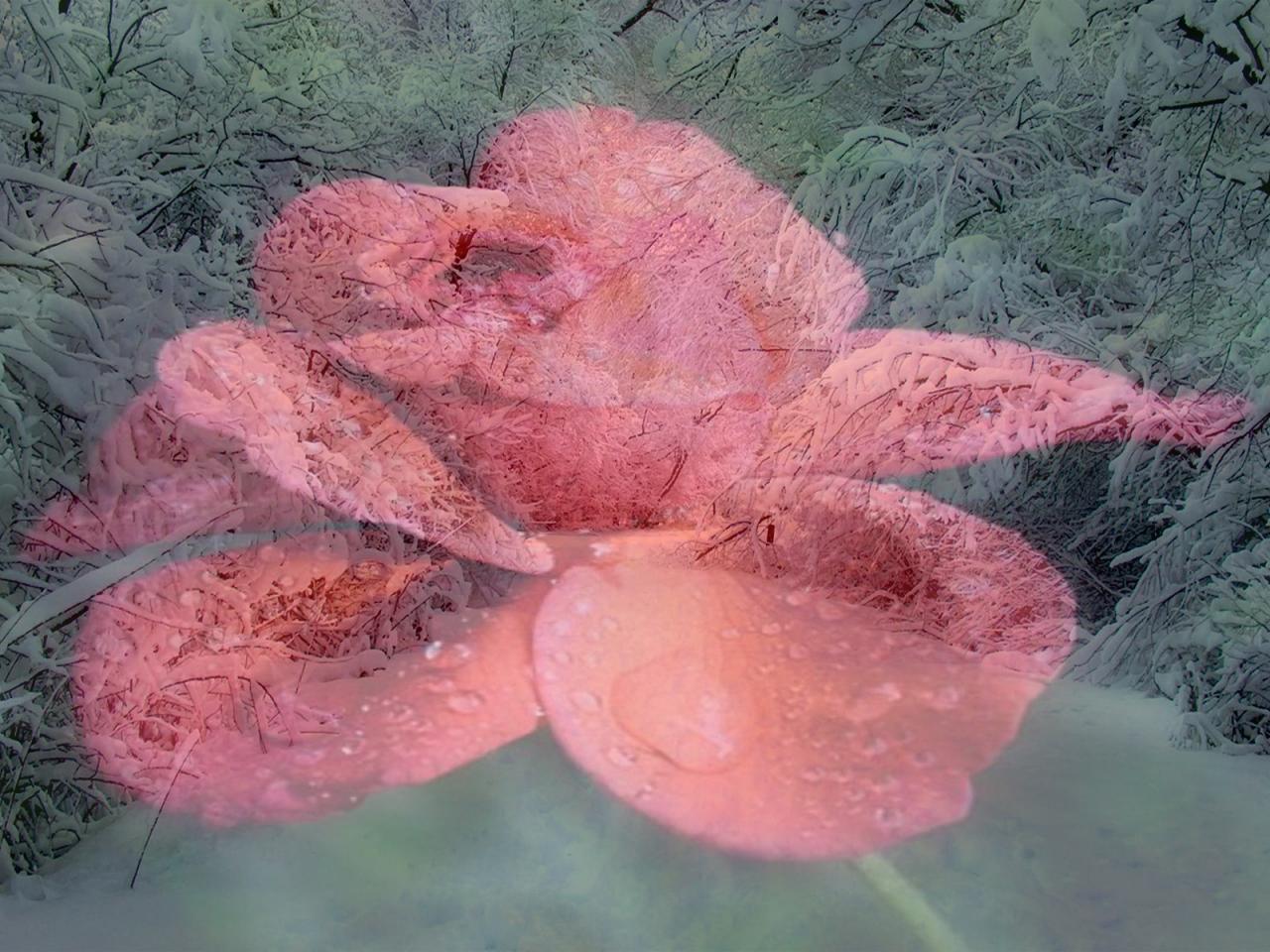 обои На фоне заснеженной аллеи красный цветок фото