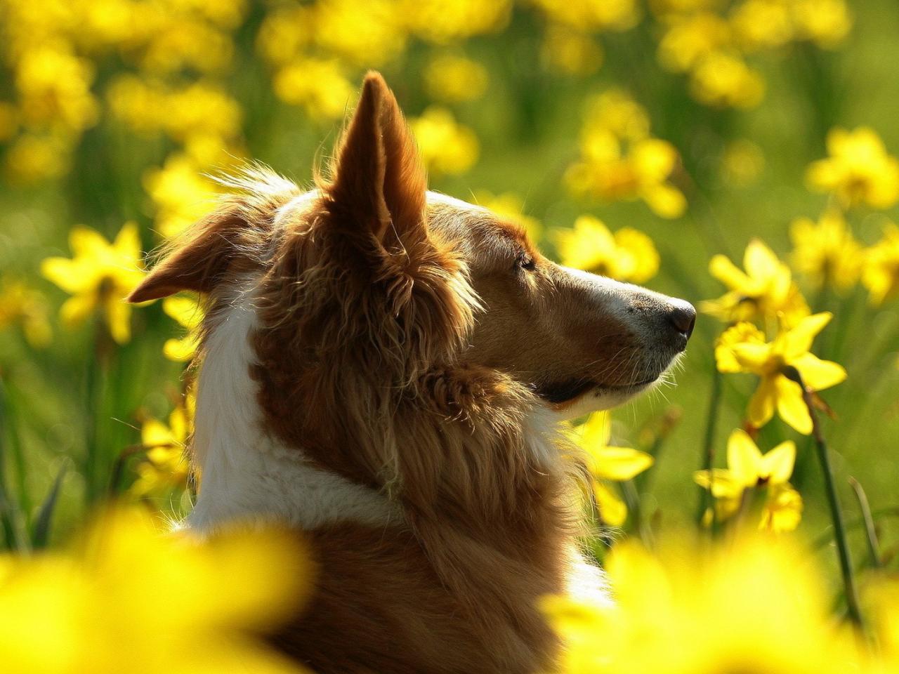 обои Собака в поле цветов фото