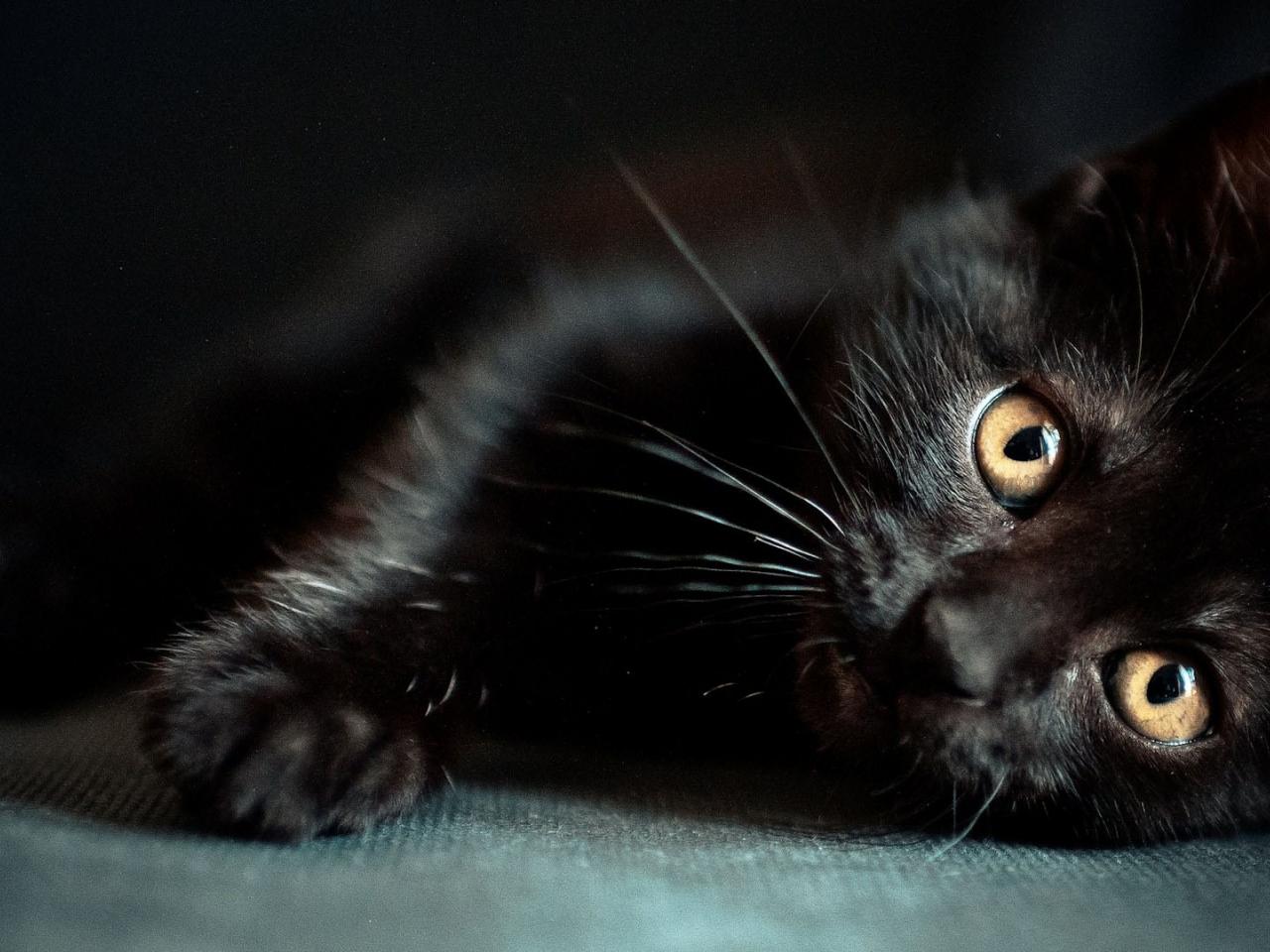 обои Черный кот на коврик лег фото
