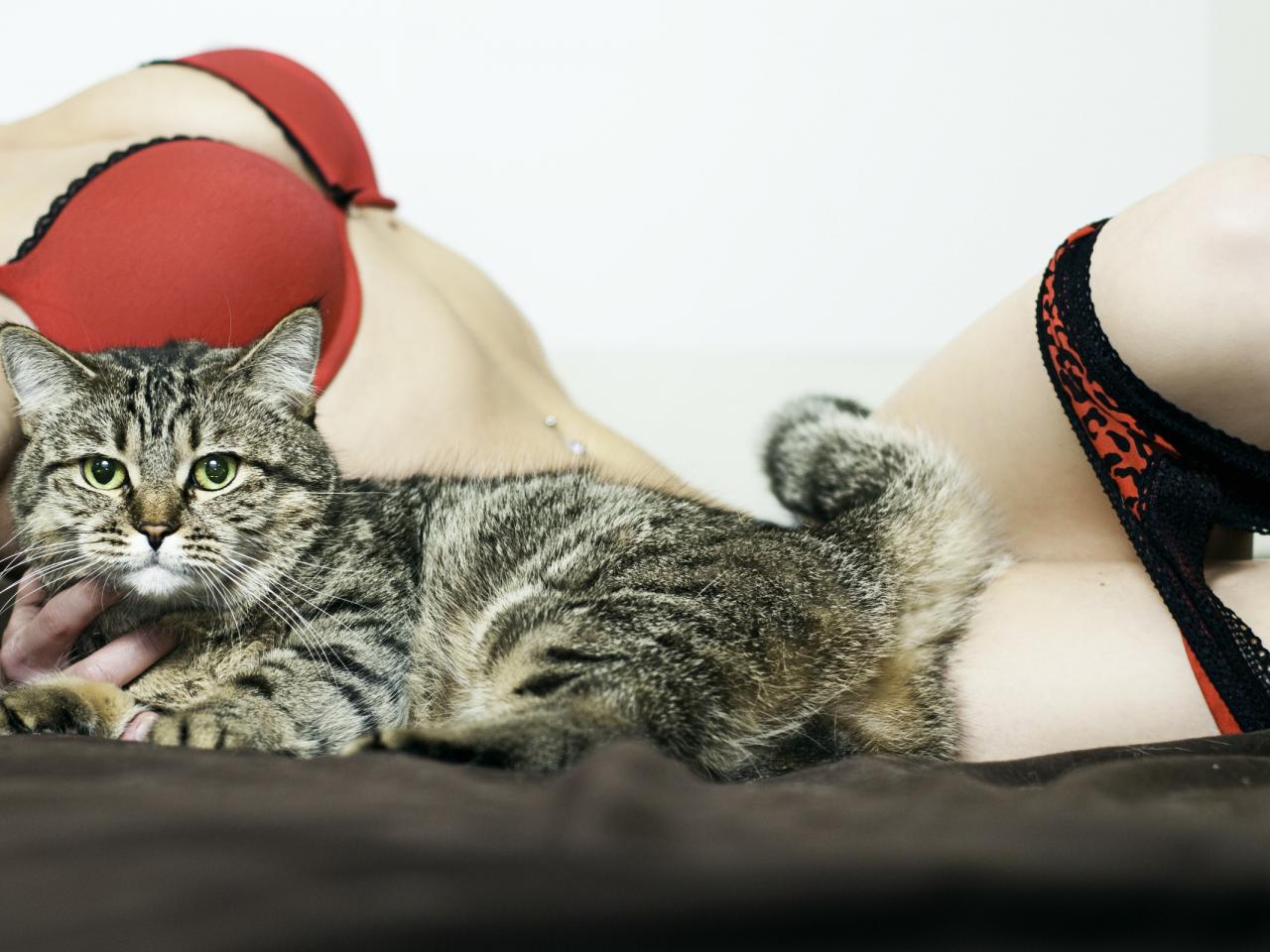 обои Кот  у женского тела фото