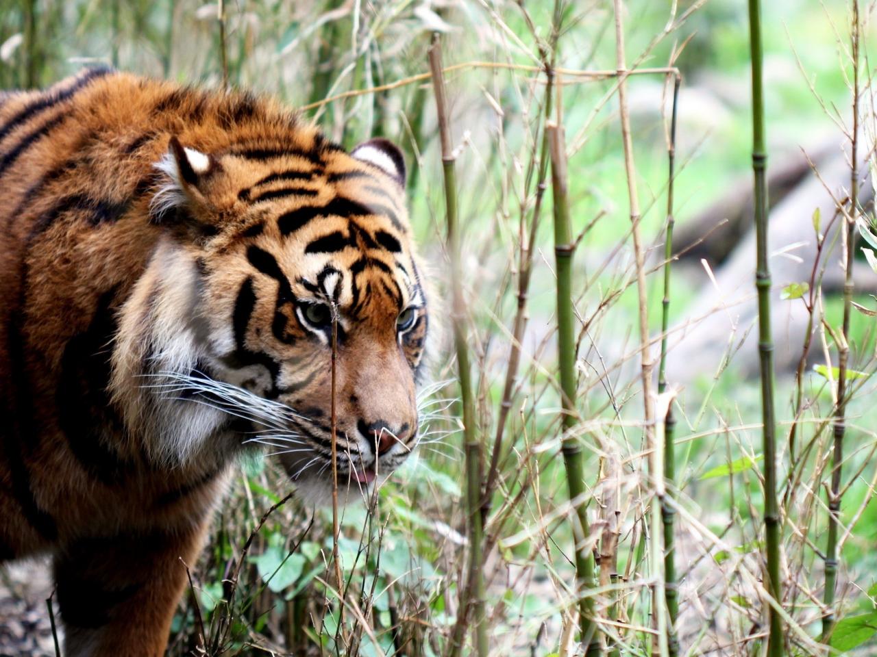 обои Тигр в живой природе фото