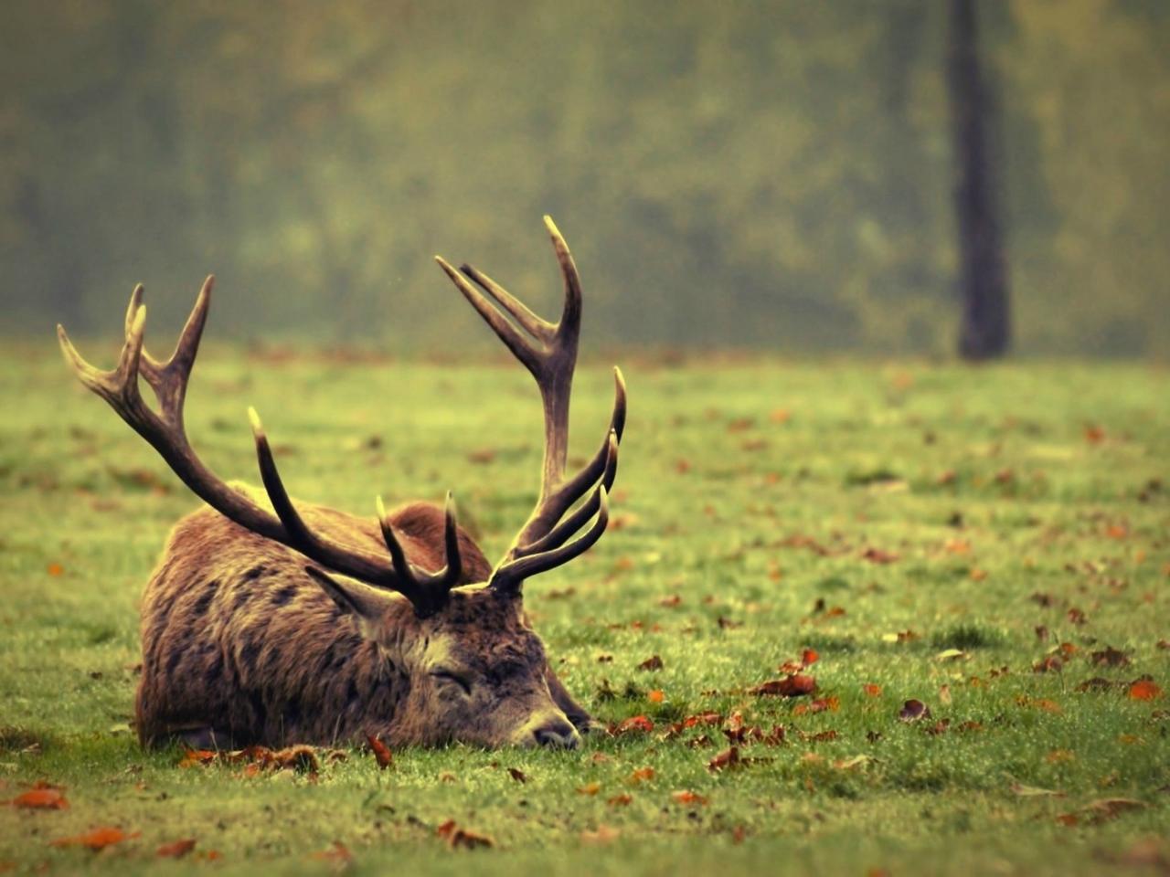 обои Олень спит на лужайке фото