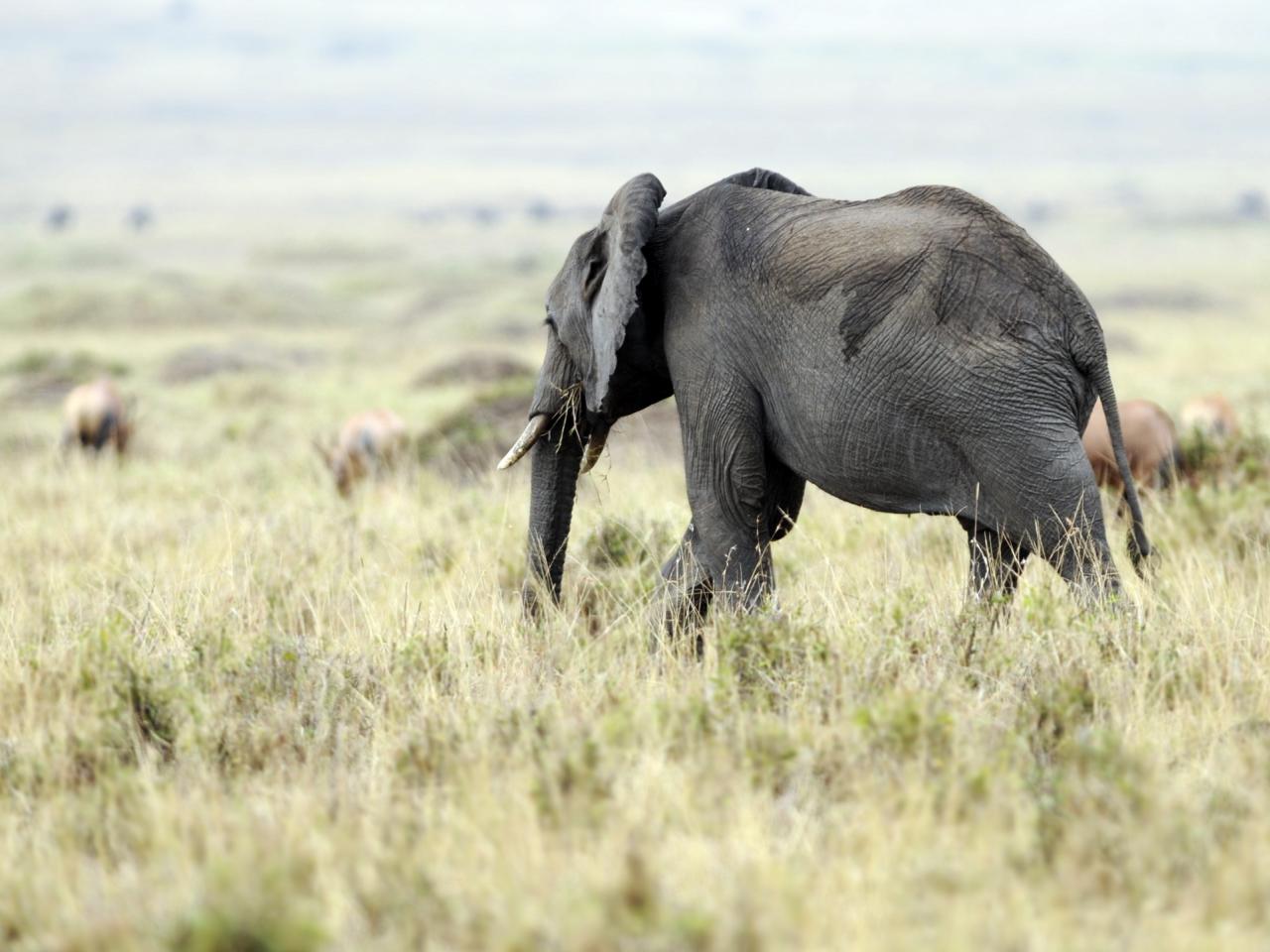 обои Одинокий слон гуляет по саванне фото
