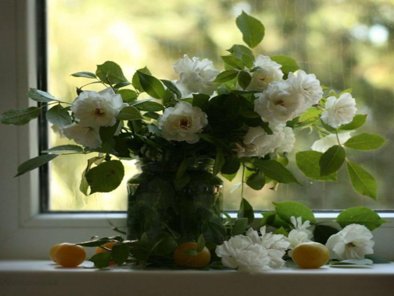 обои Белые  Розы на окне фото