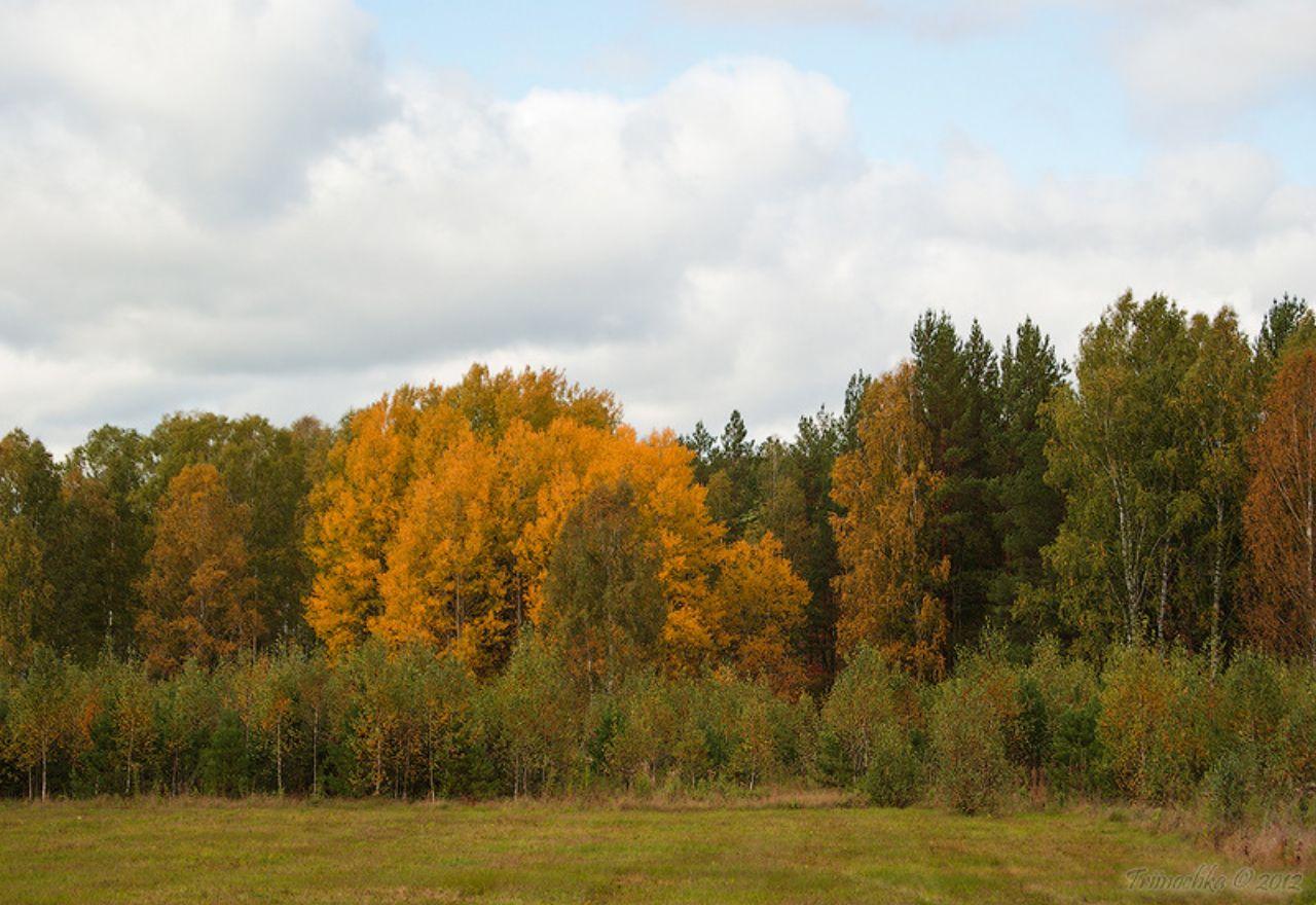 обои Осенняя опушка леса фото