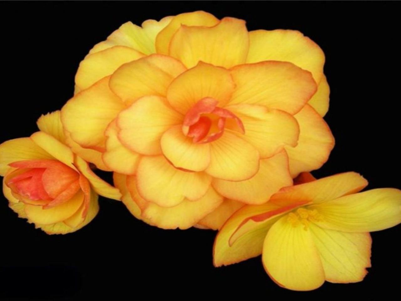 обои Красивые жёлтые цветы фото