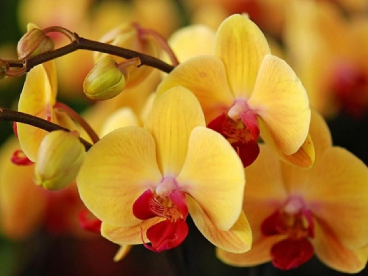 обои Жёлтая орхидея фото