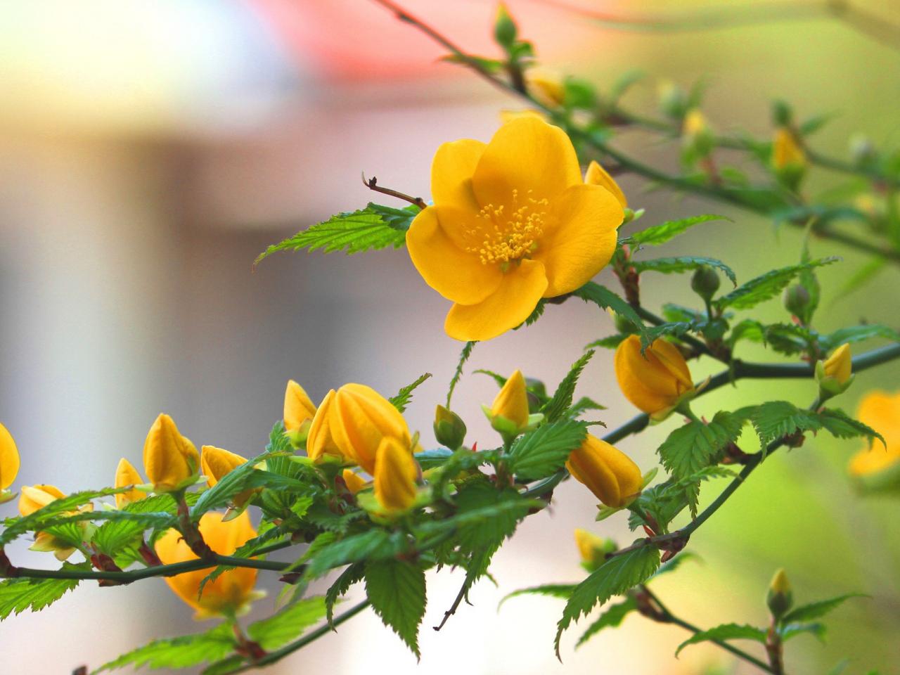 обои Яркие желтые цветы на дереве фото