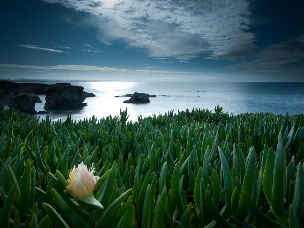 обои Зеленые заросли с цветком у моря фото