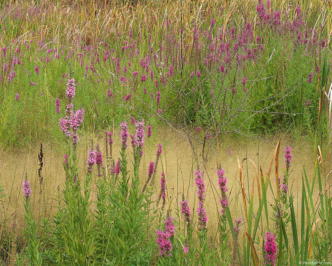 Обои для рабочего стола Сиреневые стрелы фото - Раздел обоев: Цветы