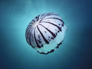 обои Полосатая медуза фото