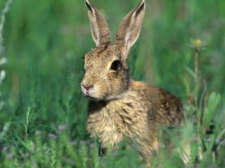 обои Cottontail Rabbit фото