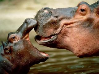 обои Поцелуй бегемотов фото