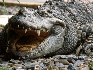 обои для рабочего стола: Сиамский крокодил