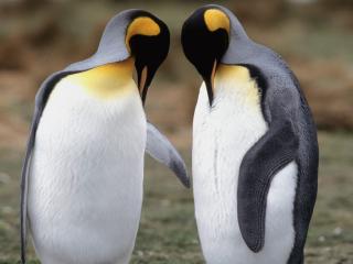 обои для рабочего стола: Королевские пингвины