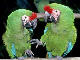 обои Зеленые попугаи ара фото