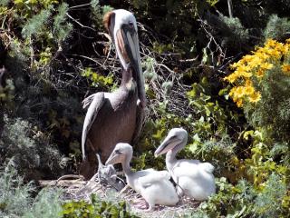 обои Семья пеликанов фото