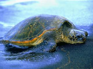 обои Hawaiian Sea Turtle фото
